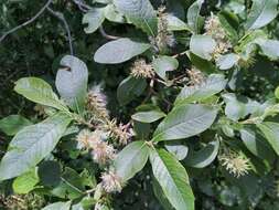 Image of Salix appendiculata Vill.