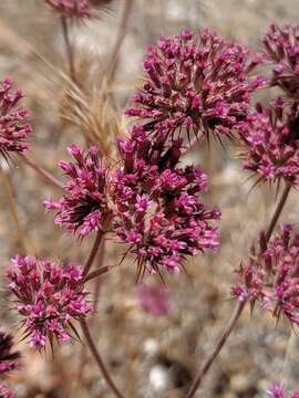 Image of twolobe spineflower