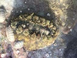 Image of spiny chiton