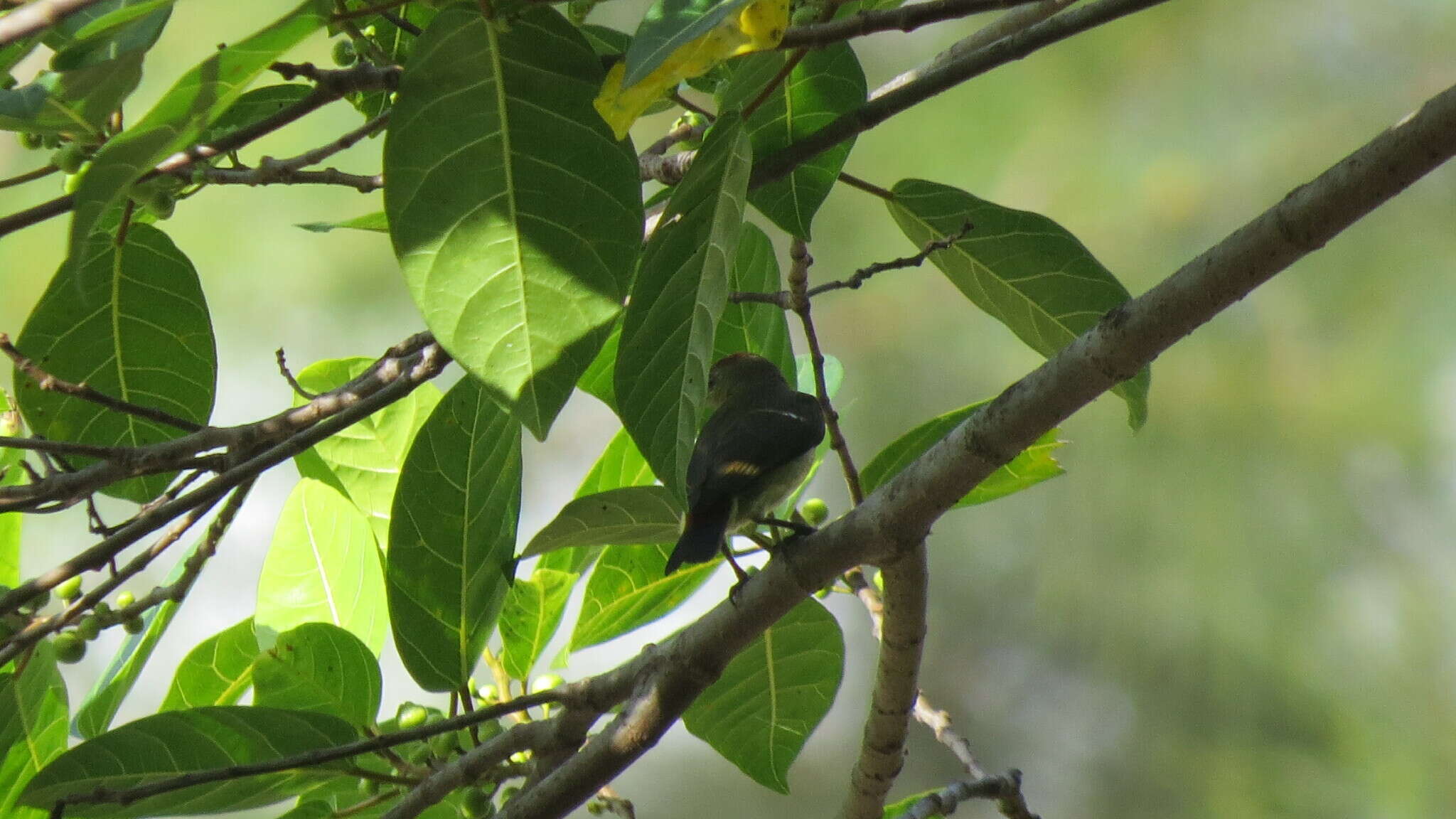 Image of Red-capped Flowerpecker