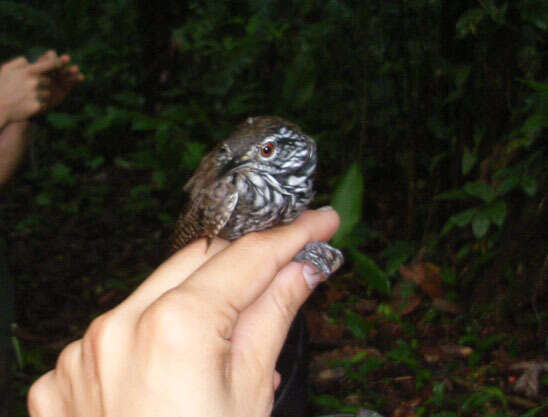 Image of Stripe-breasted Wren