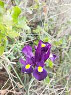 Image of Iris filifolia Boiss.