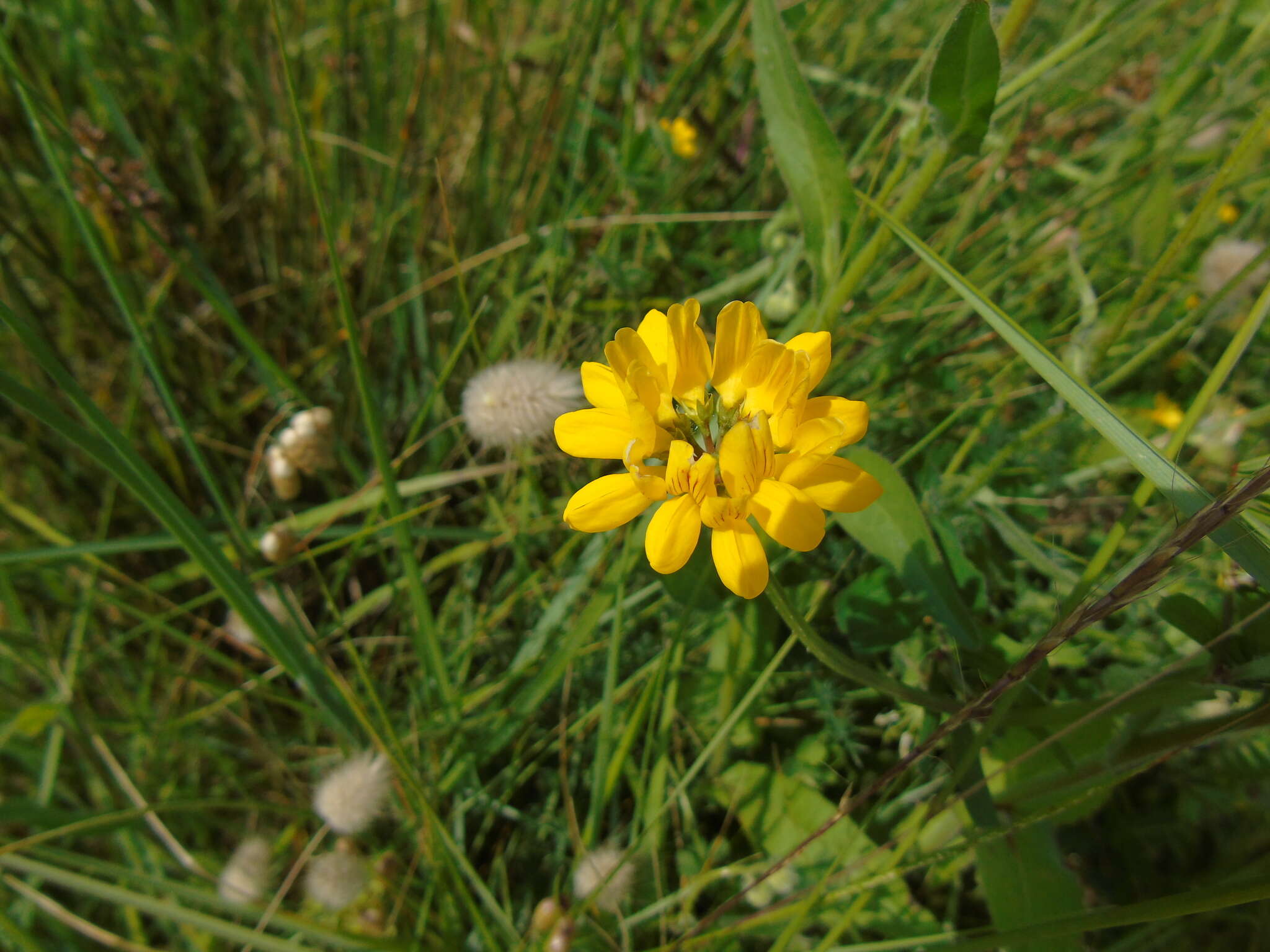 Image of goat pea