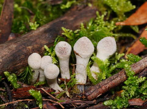 Image of Inocybe austrofibrillosa Grgur. 2002