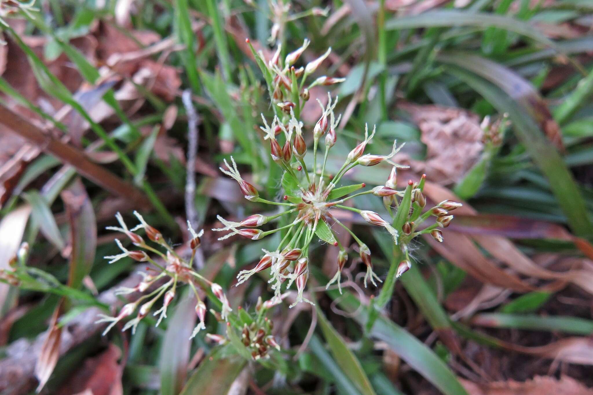 Image of hairy woodrush