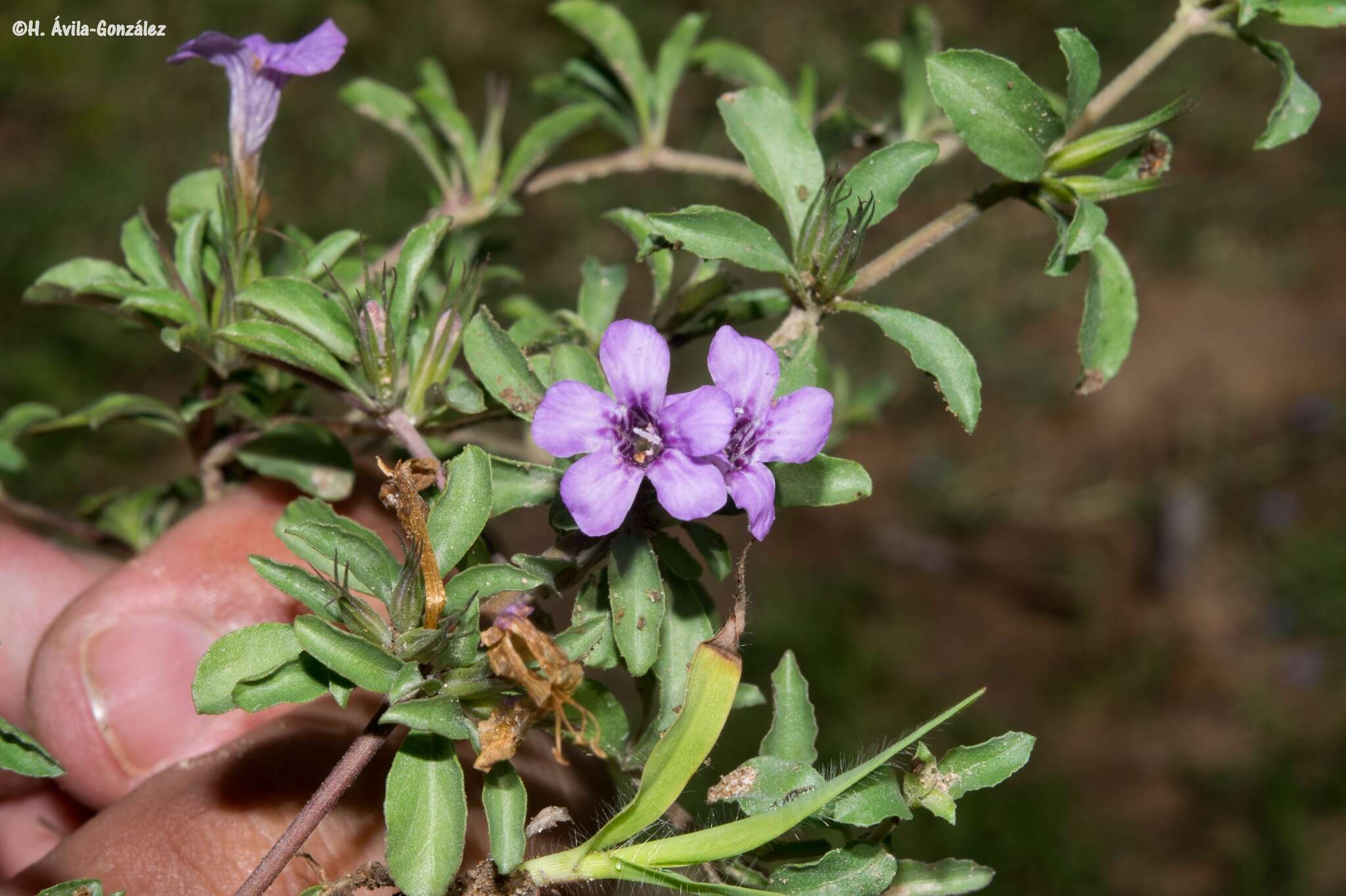 Sivun Dyschoriste decumbens (A. Gray) Kuntze kuva