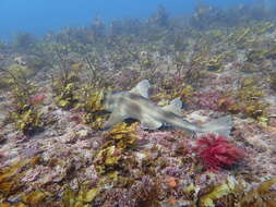 Image of Crested Bullhead Shark