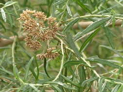 Ozothamnus argophyllus (A. Cunn. ex DC.) A. A. Anderberg resmi