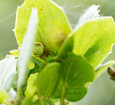 Image of Six-spotted Yellow Orbweaver