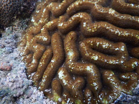 Image of Greater Brain Coral