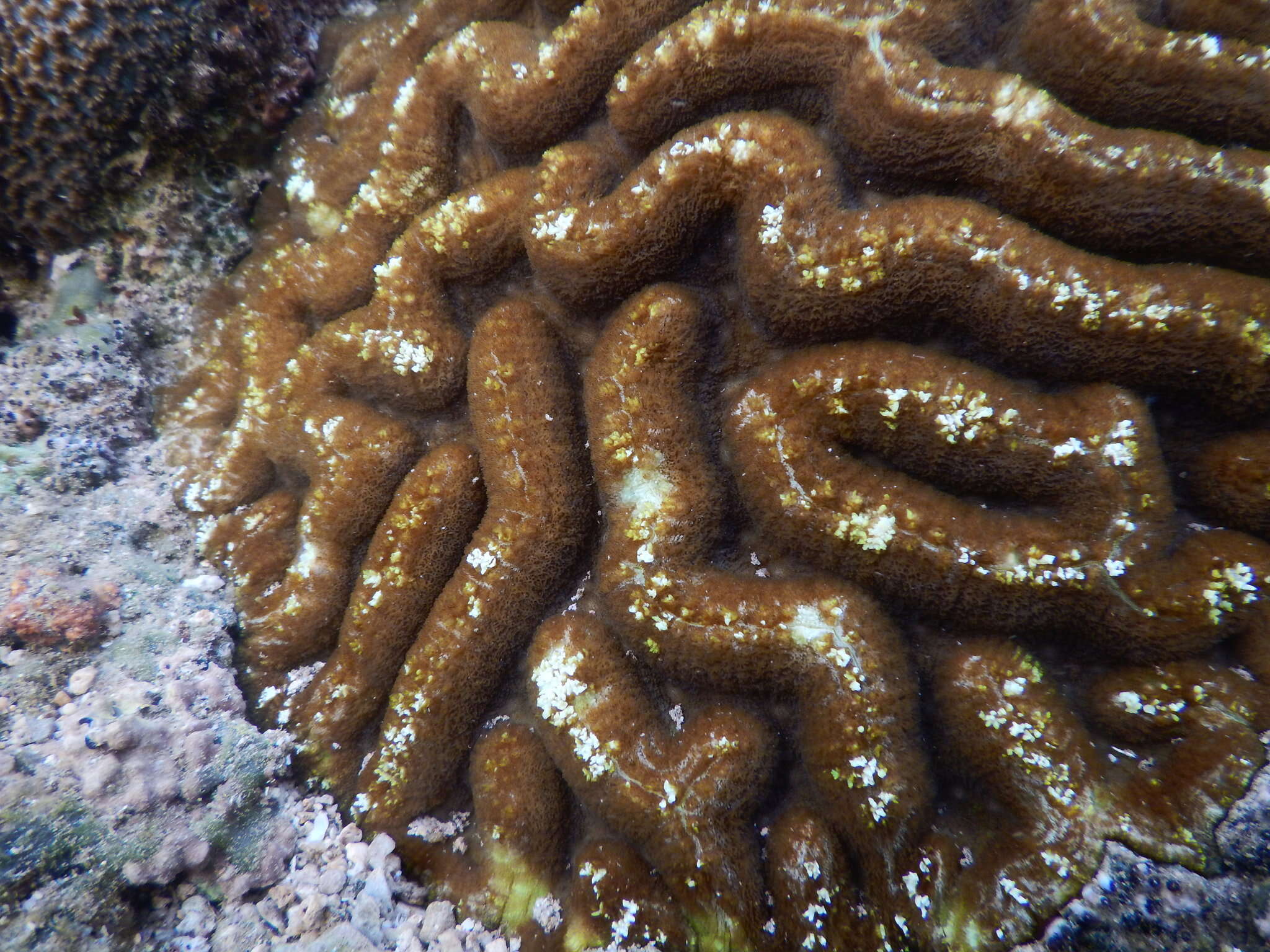 Lobophyllia radians (Milne Edwards & Haime 1849)的圖片