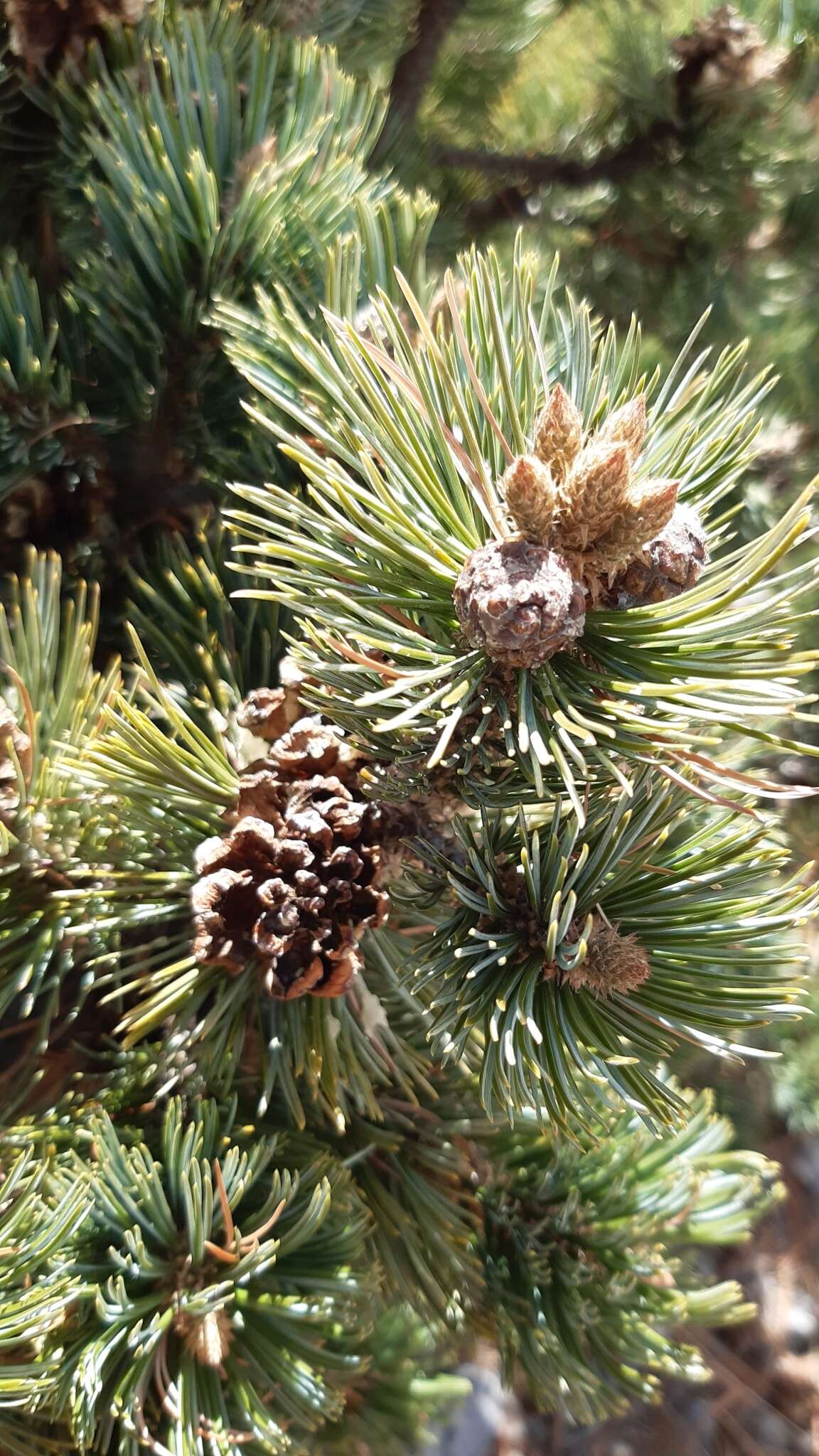 Image of Potosi Pinyon Pine