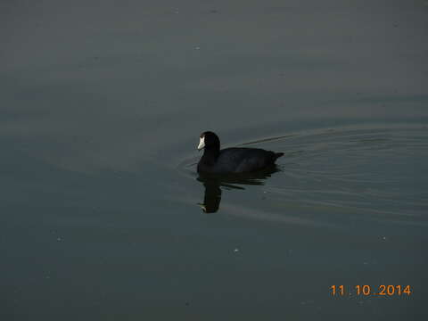 Image of Fulica Linnaeus 1758