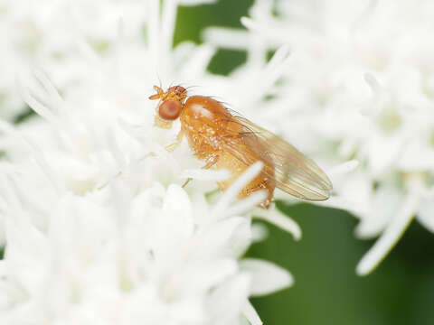 Image of Beach fly