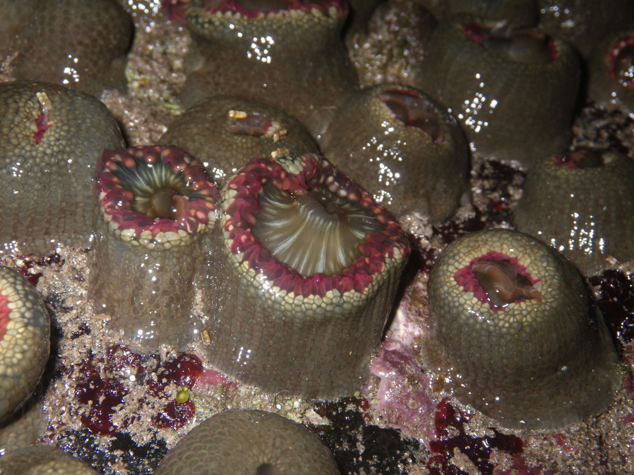 Image of Spheractis cheungae England 1992