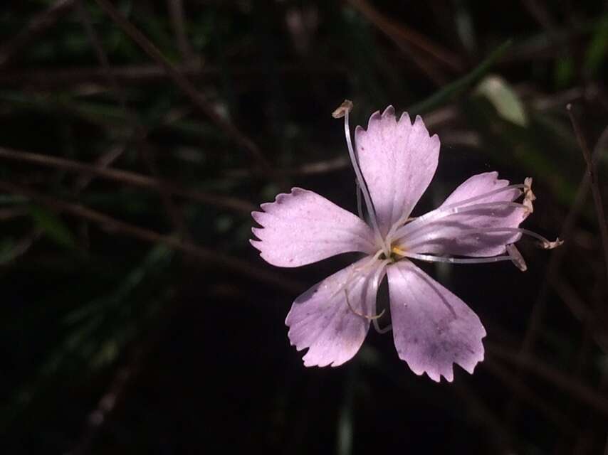 Image of Dianthus pyrenaicus Pourret