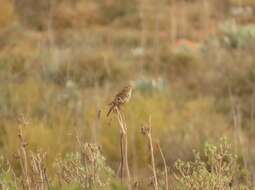 Image of Karoo Lark