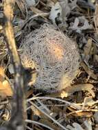 Image of Mammillaria lasiacantha subsp. lasiacantha