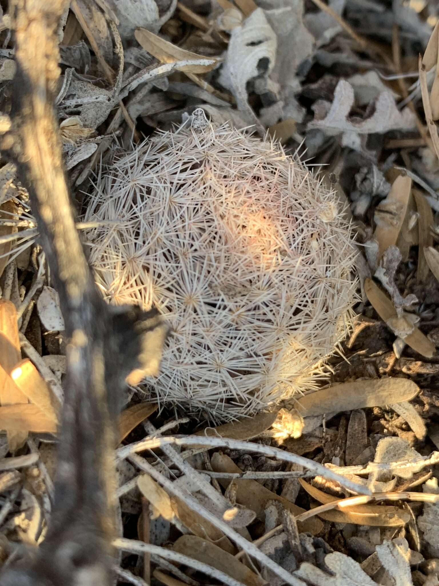 Image of Mammillaria lasiacantha subsp. lasiacantha