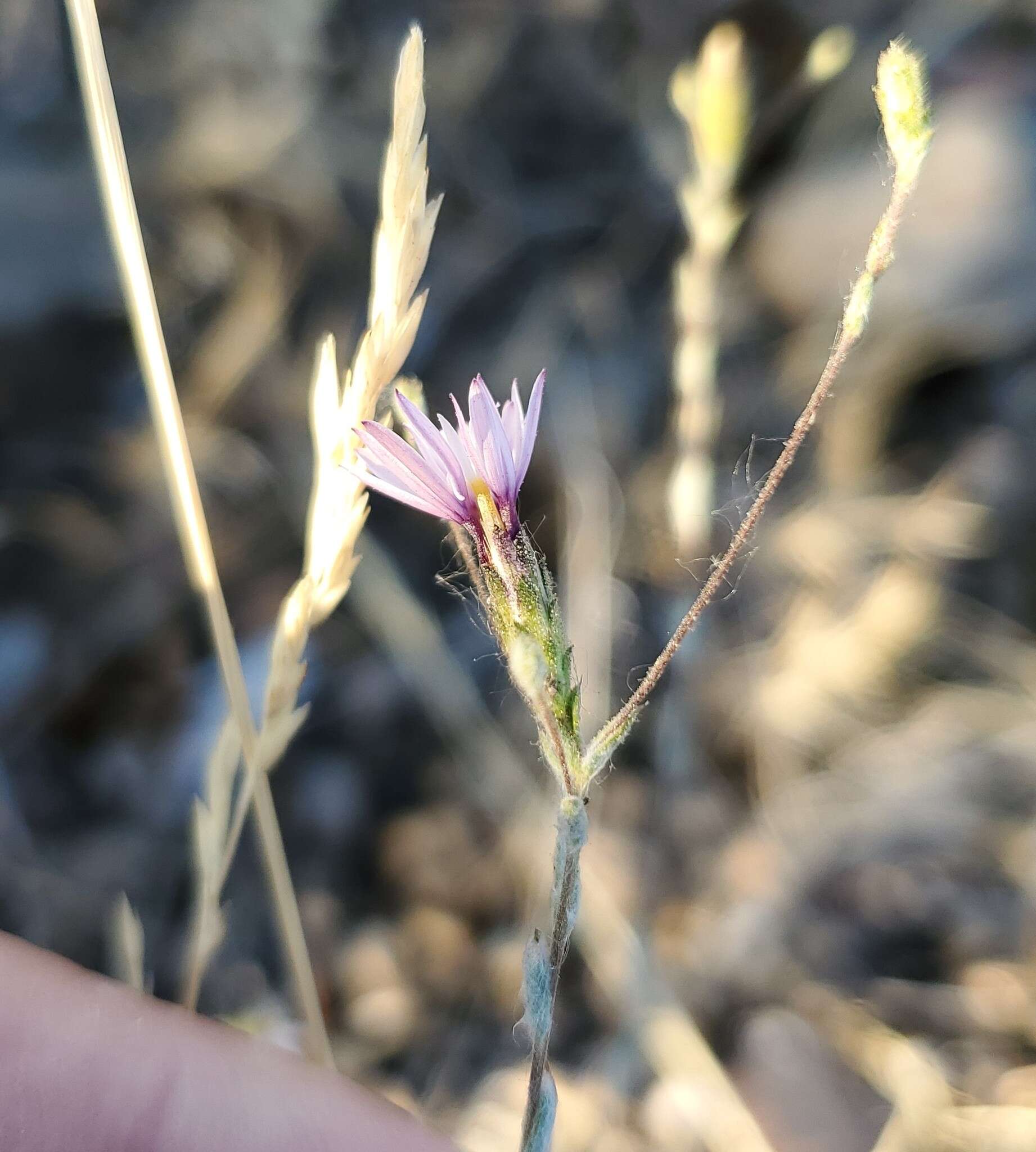 Plancia ëd Lessingia nemaclada Greene