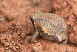 Image of Common Rain Frog