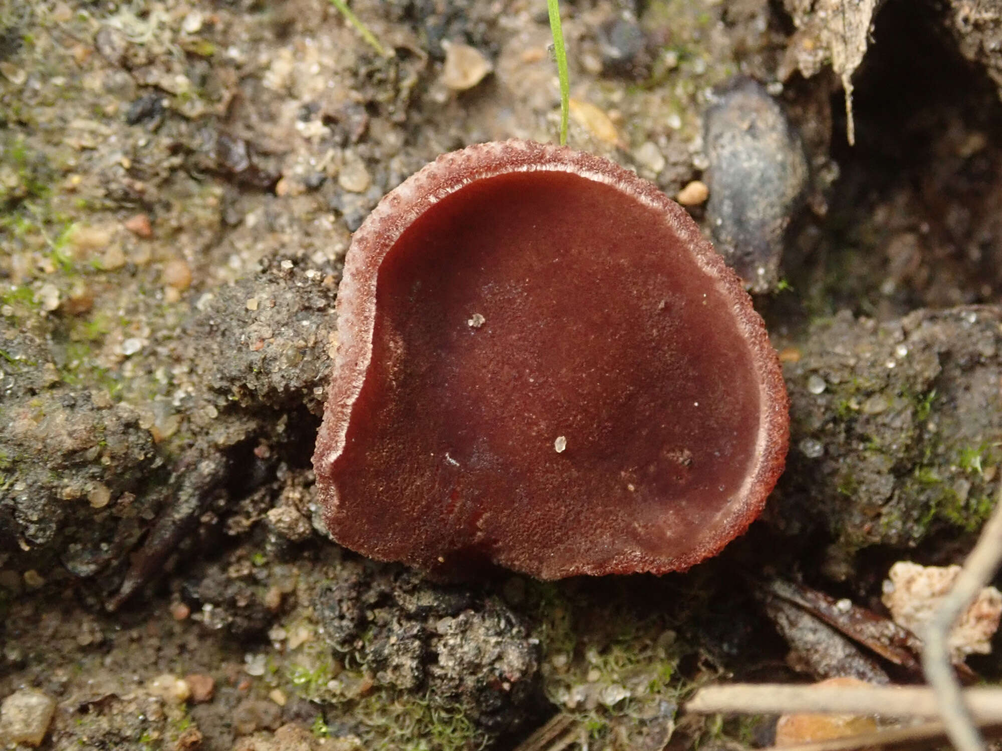 Image of Purpureodiscus subisabellinus (Le Gal) Van Vooren