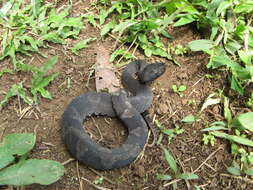 Image of Bothrocophias hyoprora (Amaral 1935)