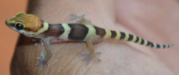 Image of Pachydactylus monicae Bauer, Lamb & Branch 2006