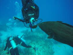 Image of Black Grouper