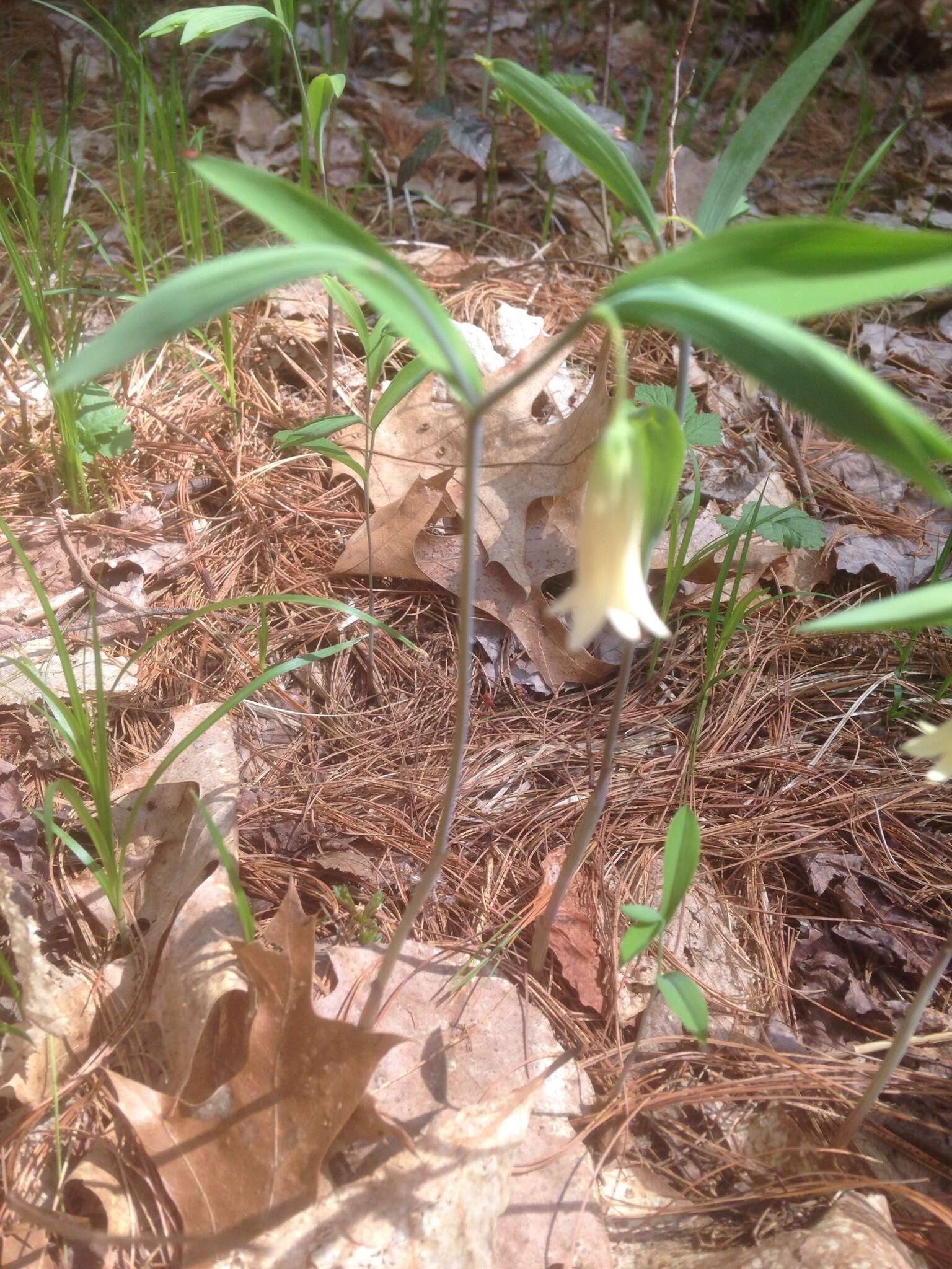 Image of sessileleaf bellwort