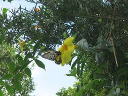 Sivun Troides helena (Linnaeus 1758) kuva