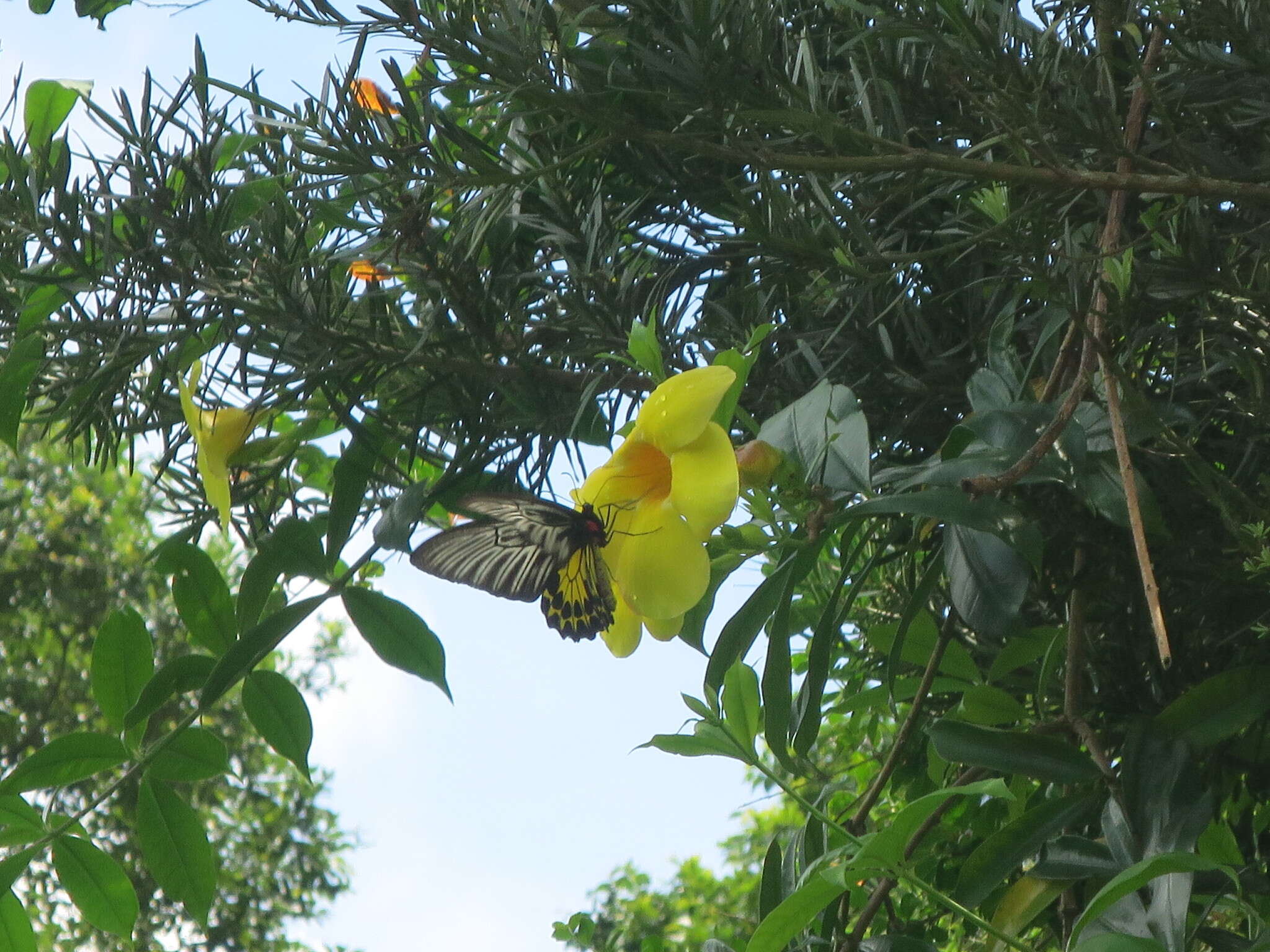 Image de Troides helena (Linnaeus 1758)