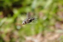 Image of Bombylius anthophilus Evenhius 1983