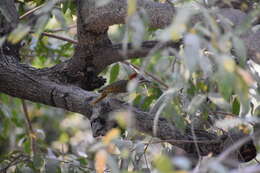 Image of Golden-tailed Woodpecker