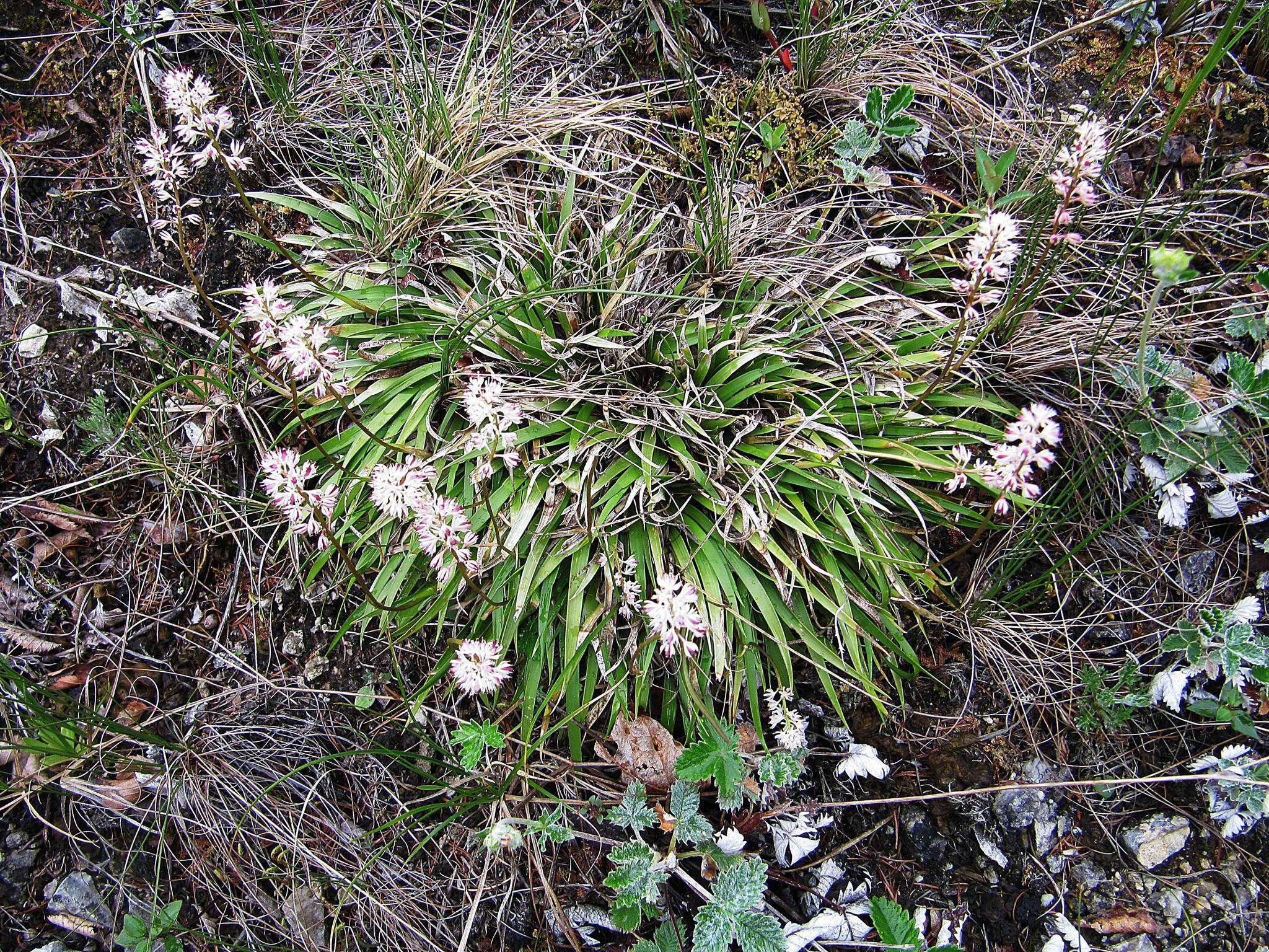 Image of Purple Featherling