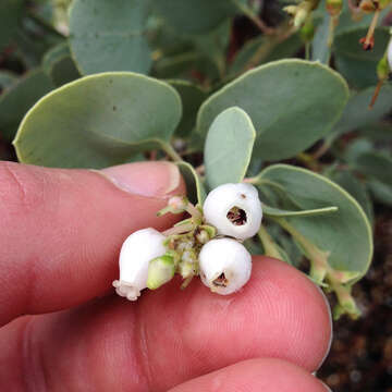 Imagem de Arctostaphylos glauca Lindl.