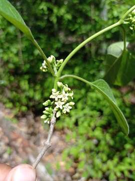 Image of <i>Marsdenia gualanensis</i>