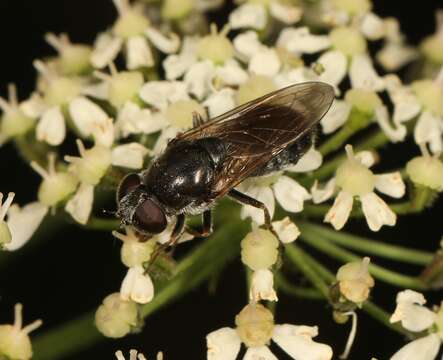 Cheilosia vulpina (Meigen 1822)的圖片