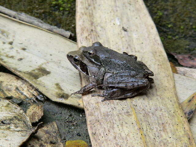 Image of Brown frog