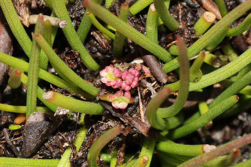 Image of Centella caespitosa Adamson