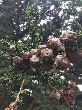 Image of Monterey cypress