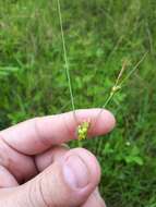 Image of Fewseed sedge