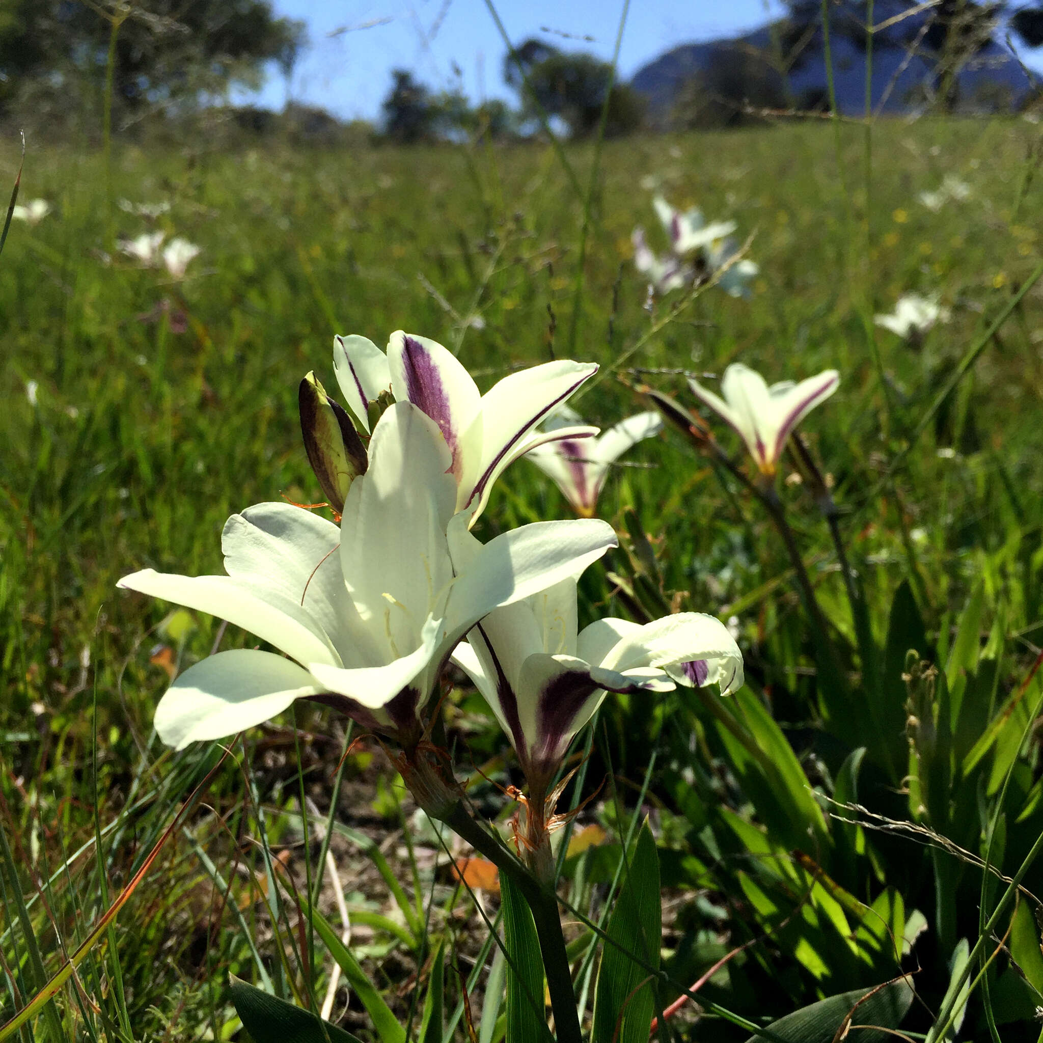 Image of Sparaxis grandiflora subsp. fimbriata (Lam.) Goldblatt