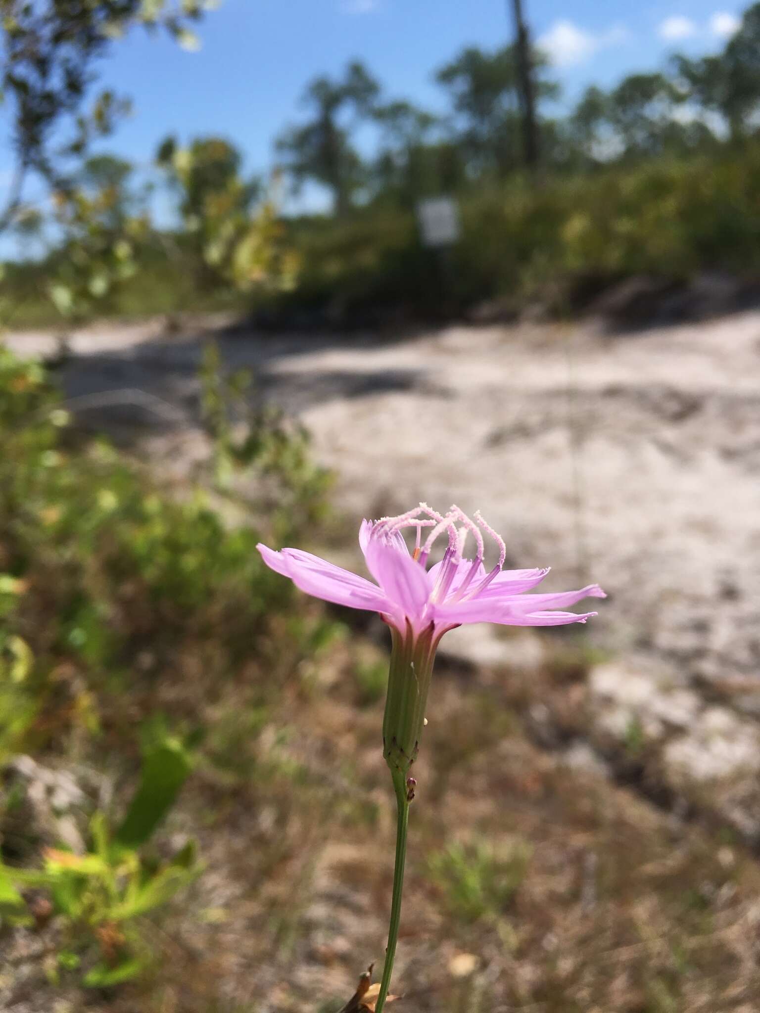 Image of rose rush