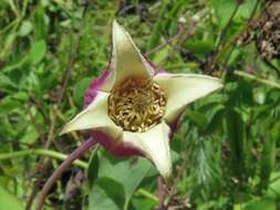 Image of White-Leaf Leather-Flower