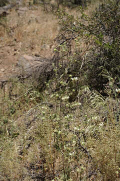 Image of Loasa prostrata Gill. ex Arn.