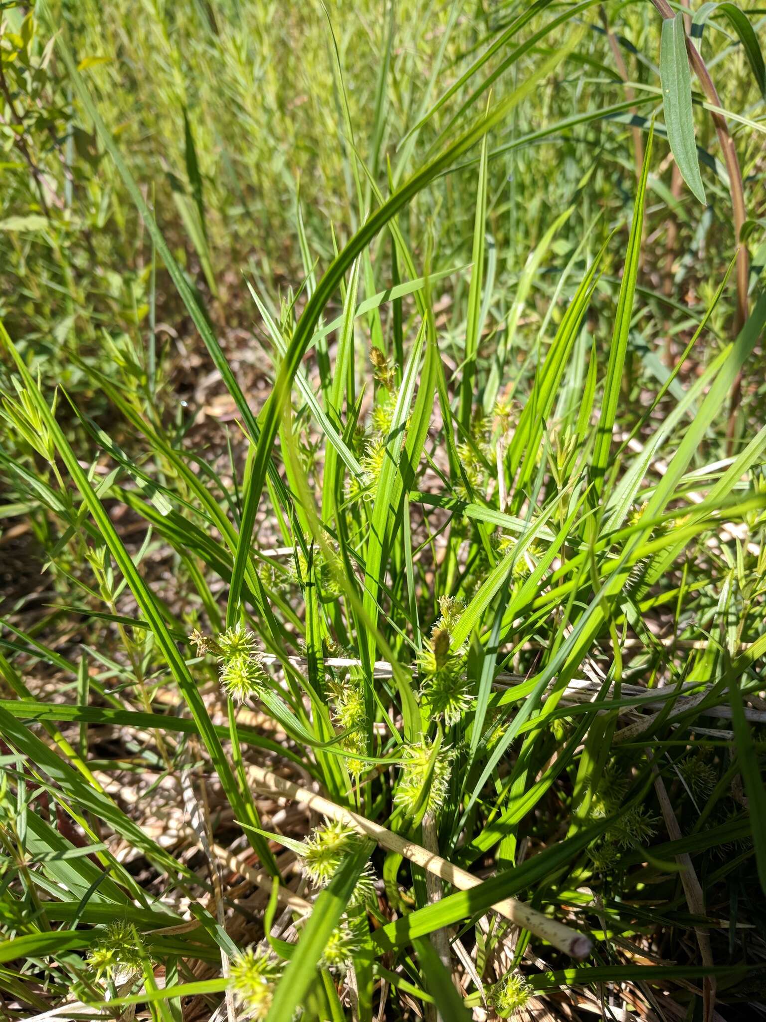 Image of greenstar sedge