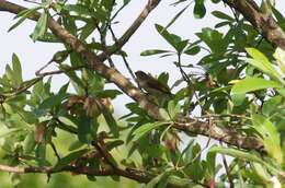 Image of Lesser Honeyguide