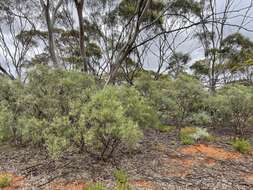 Image of Alectryon oleifolius subsp. canescens S. Reyn.