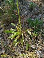 Image de Silene chlorantha (Willd.) Ehrh.